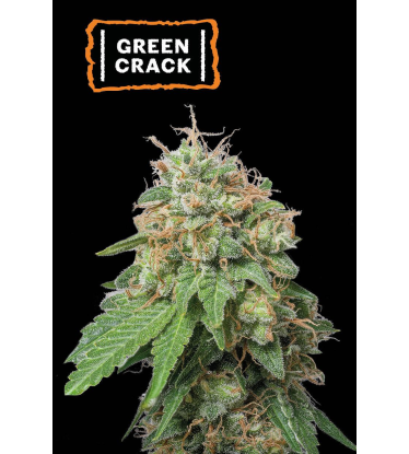🪴 Green Crack | Autoflower Cannabis Seeds | Shop at Seedstockers UK 🐿️