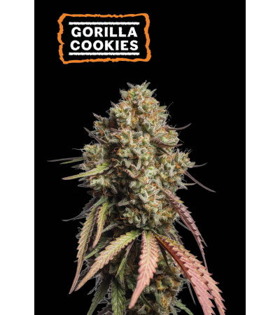 ▷ Buy Gorilla Cookies Auto seeds⛰️【Seedstockers Oficial】USA