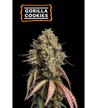🪴 Gorilla Cookies | Autoflower Cannabis Seeds | Shop at Seedstockers UK 🐿️