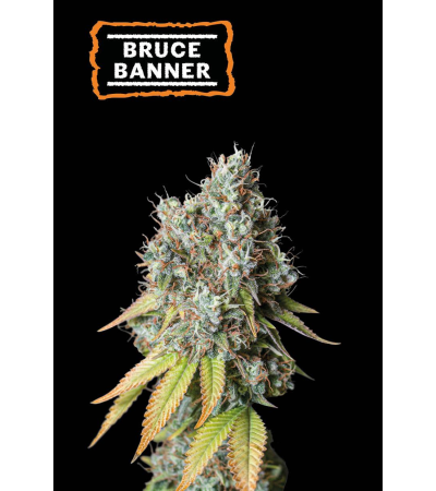 ▷ Buy Bruce Banner Auto seeds⛰️【Seedstockers Oficial】USA