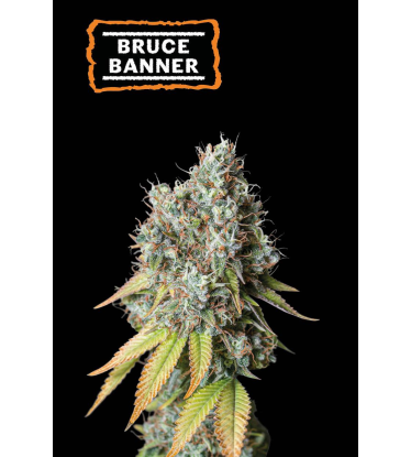 🪴 Bruce Banner  | Autoflower Cannabis Seeds | Shop at Seedstockers UK 🐿️