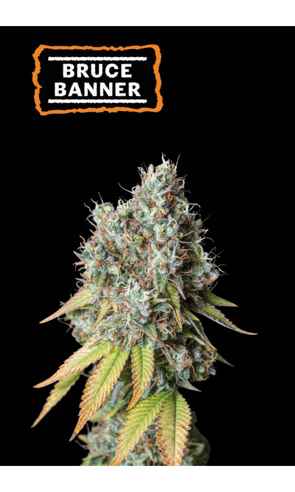 Bruce Banner | Autoflower Cannabis Seeds | Shop at Seedstockers UK