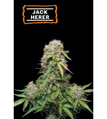 🪴 Jack Herer | Autoflower Cannabis Seeds | Shop at Seedstockers UK 🐿️