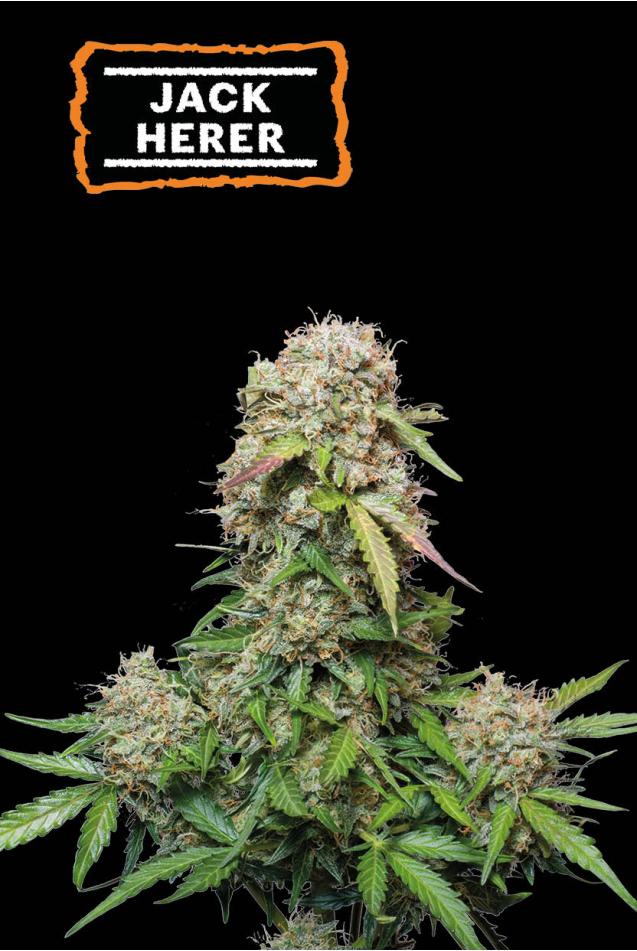 ▷ Buy Jack Herer Auto seeds⛰️【Seedstockers Oficial】CLASSIC