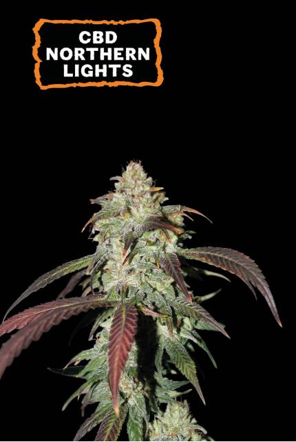 CBD Northern Lights Feminized