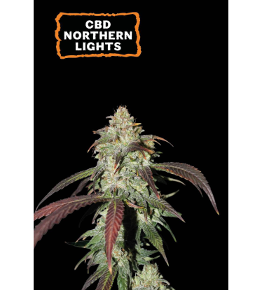🪴 CBD Northern Lights | Feminized Cannabis Seeds | Shop at Seedstockers UK 🐿️