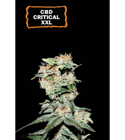 ▷ Buy CBD Critical XXL Auto  seeds⛰️【Seedstockers Oficial】CBD