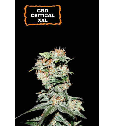 🪴 CBD Critical XXL© | Autoflower Cannabis Seeds | Shop at Seedstockers UK 🐿️