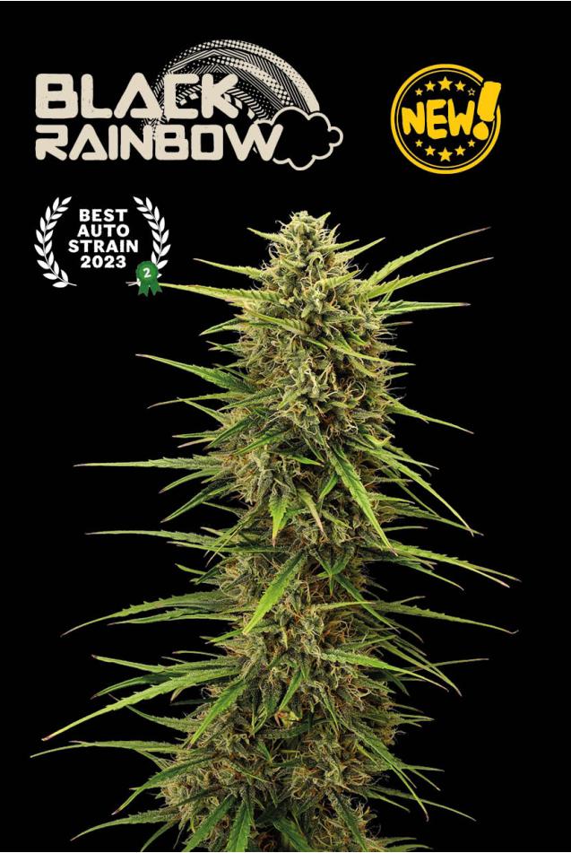 Black Rainbow Auto - Shop Online at Best Price. High Quality