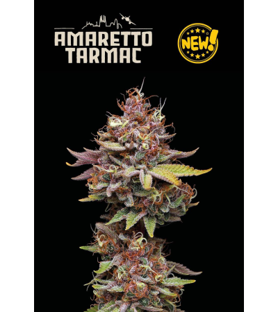 Buy Amaretto Tarmac Fem seeds online – Seedstockers