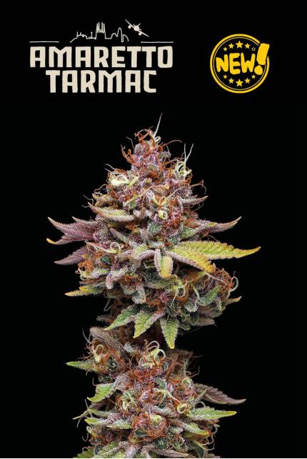 Amaretto Tarmac© Feminized