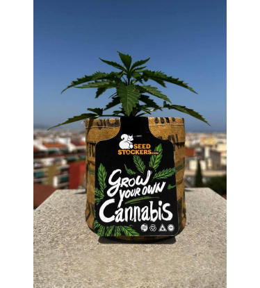 🌱 Grow Kit | All-in-One Starter Set | Shop at Seedstockers UK 🐿️