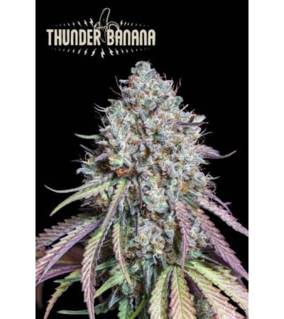 Buy Thunder Banana Fem Exclusive Seeds️ - Seedstockers