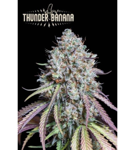 Buy Thunder Banana Fem Exclusive Seeds️ - Seedstockers