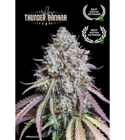 Buy Thunder Banana Fem Exclusive Seeds️ - Seedstockers