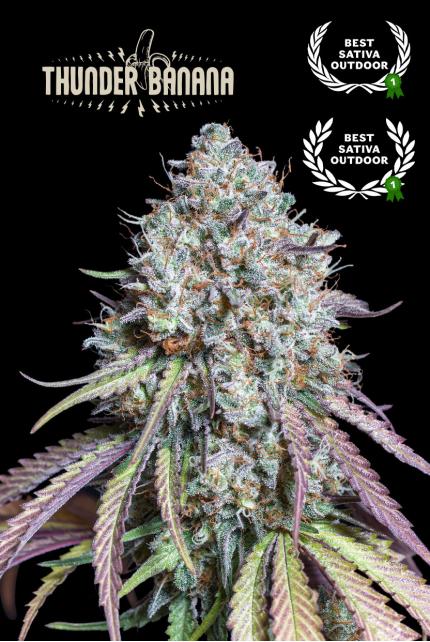 Thunder Banana© Feminized