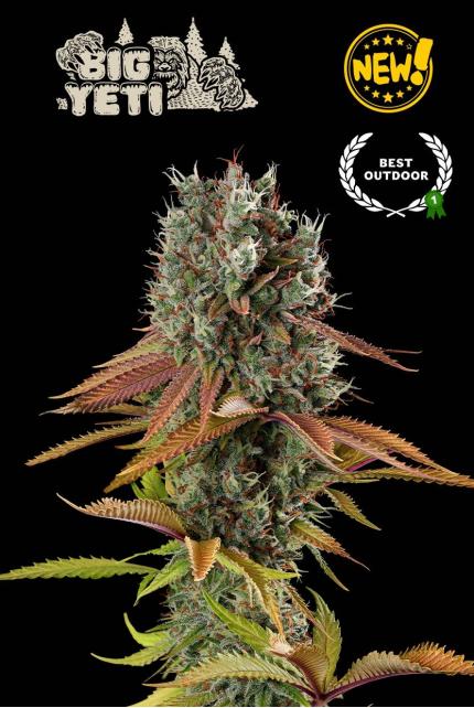 Big Yeti© Feminized