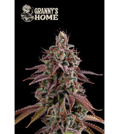 Granny's Home - Buy GMO Cannabis Seeds. Feminized Seeds