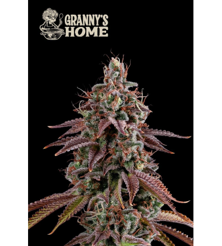 Granny's Home - Buy GMO Cannabis Seeds. Feminized Seeds