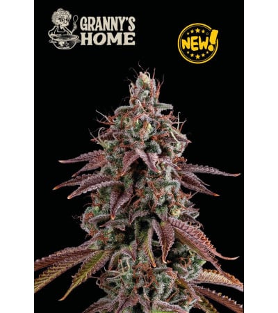 Granny's Home - Buy GMO Cannabis Seeds. Feminized Seeds