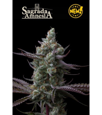 Sagrada Amnesia© Feminized