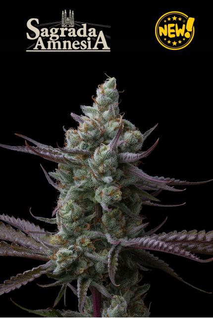 Sagrada Amnesia© Feminized