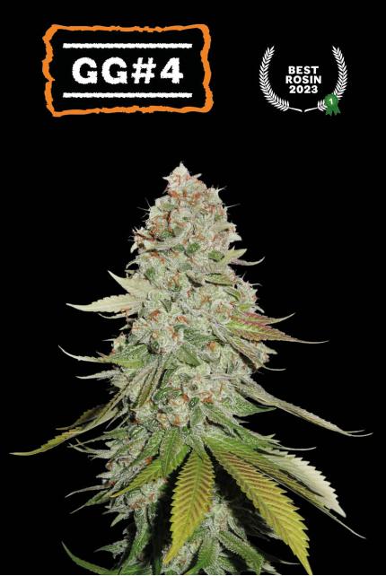 GG4©  Feminized