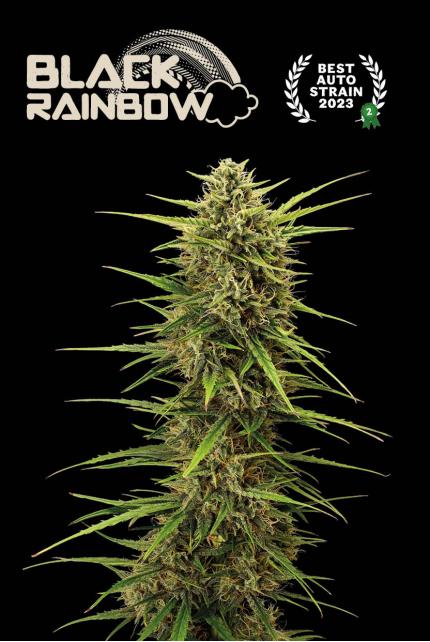 Black Rainbow© Autoflower