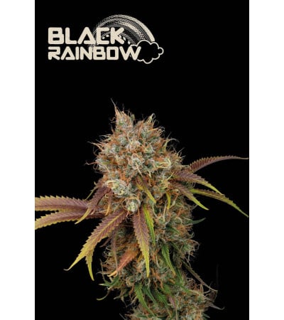 Black Rainbow Fem - Best Price Online | Seedstockers