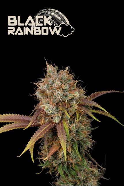 Black Rainbow© Feminized