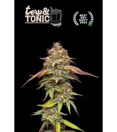 Terp & Tonic Fem seeds at Best Price Online | Seedstockers