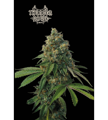 🪴 Thunder Dawg© | Regular Cannabis Seeds | Shop at Seedstockers UK 🐿️