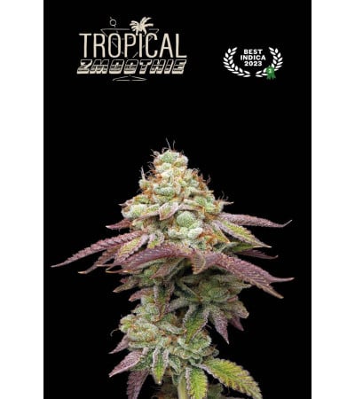 Buy Tropical Zmoothie Feminised seeds online - Seedstockers