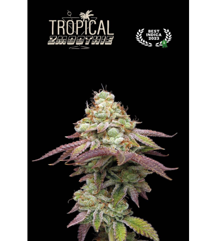 Buy Tropical Zmoothie Feminised seeds online - Seedstockers