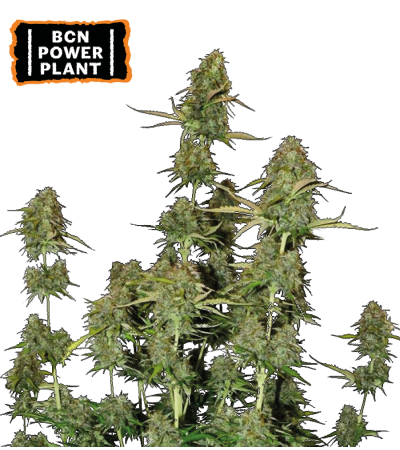 ▷ Buy BCN Power Plant Auto seeds⛰️【Seedstockers Oficial】CLASSIC