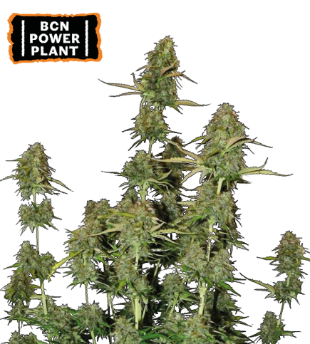 ▷ Buy BCN Power Plant Auto seeds⛰️【Seedstockers Oficial】CLASSIC