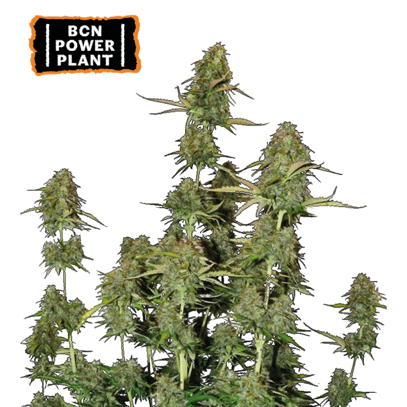 ▷ Buy BCN Power Plant Auto seeds⛰️【Seedstockers Oficial】CLASSIC