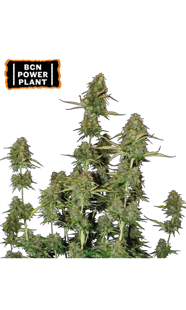 fiddle plant 6-8ft Fiddle Leaf Fig main image 0
