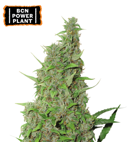 ▷ Buy BCN Power Plant Fem seeds⛰️【Seedstockers Oficial】CLASSIC