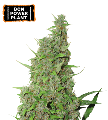 🪴 BCN Power Plant© | Feminized Cannabis Seeds | Shop at Seedstockers UK 🐿️