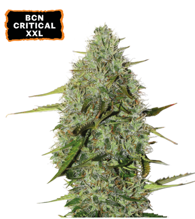 ▷ Buy BCN Critical XXL Autoflower seeds⛰️【Seedstockers Oficial】CLASSIC