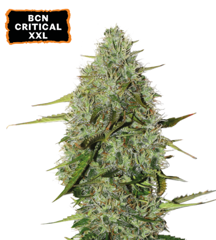 ▷ Buy BCN Critical XXL Autoflower seeds⛰️【Seedstockers Oficial】CLASSIC