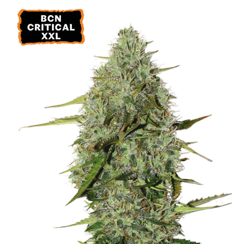 ▷ Buy BCN Critical XXL Autoflower seeds⛰️【Seedstockers Oficial】CLASSIC