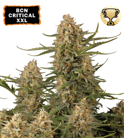 ▷ Buy BCN Critical XXL Fem seeds⛰️【Seedstockers Oficial】CLASSIC