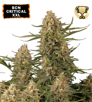 🪴 BCN Critical XXL© | Feminized Cannabis Seeds | Shop at Seedstockers UK 🐿️