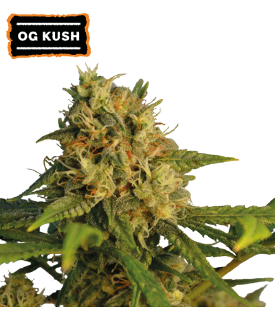 ▷ Buy O.G Kush Fem seeds⛰️【Seedstockers Oficial】CLASSIC