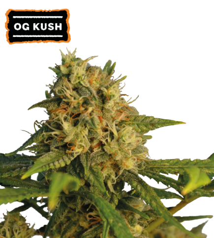 ▷ Buy O.G Kush Fem seeds⛰️【Seedstockers Oficial】CLASSIC