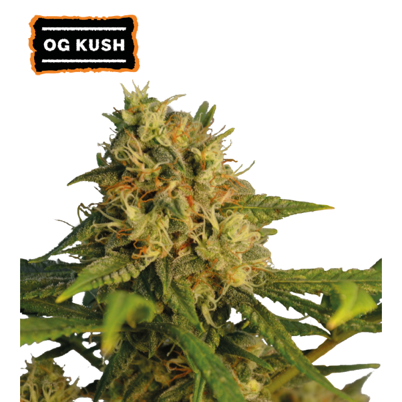 ▷ Buy O.G Kush Fem seeds⛰️【Seedstockers Oficial】CLASSIC