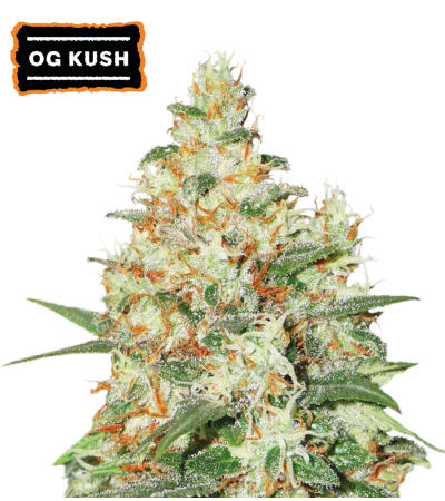 ▷ Buy O.G Kush Auto seeds⛰️【Seedstockers Oficial】CLASSIC