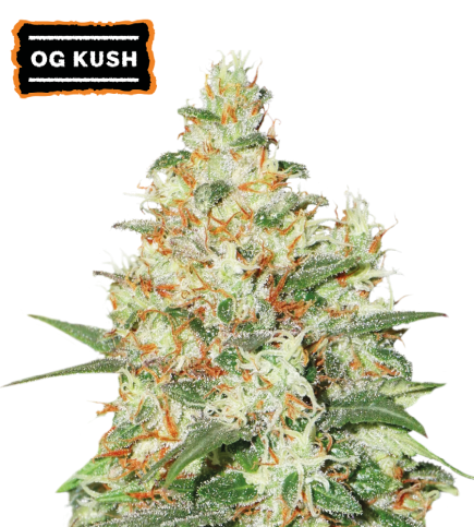 ▷ Buy O.G Kush Auto seeds⛰️【Seedstockers Oficial】CLASSIC